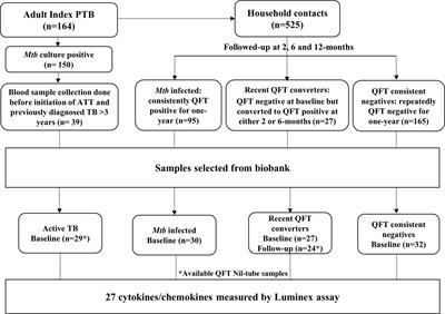 Improving Assignments for Therapeutic and Prophylactic Treatment Within TB Households. A Potential for Immuno-Diagnosis?